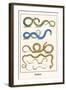 Snakes-Albertus Seba-Framed Art Print