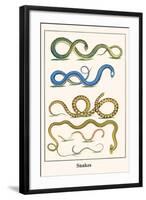 Snakes-Albertus Seba-Framed Art Print