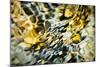 Snakeskin Water-Ursula Abresch-Mounted Photographic Print