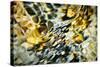 Snakeskin Water-Ursula Abresch-Stretched Canvas