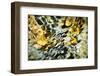 Snakeskin Water-Ursula Abresch-Framed Photographic Print