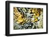 Snakeskin Water-Ursula Abresch-Framed Photographic Print