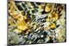 Snakeskin Water-Ursula Abresch-Mounted Photographic Print