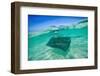 Snap on the Water at Stingray City-Roberto Moiola-Framed Photographic Print