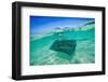 Snap on the Water at Stingray City-Roberto Moiola-Framed Photographic Print