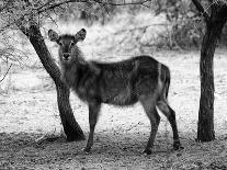 Black and White Picture of Alert Waterbuck Listening-Snap2Art-Photographic Print