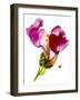 Snapdragon Pink-Julia McLemore-Framed Photographic Print