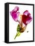 Snapdragon Pink-Julia McLemore-Framed Stretched Canvas