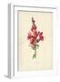 Snapdragon-Frederick Edward Hulme-Framed Giclee Print