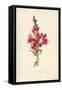 Snapdragon-Frederick Edward Hulme-Framed Stretched Canvas