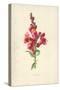 Snapdragon-Frederick Edward Hulme-Stretched Canvas