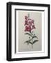 Snapdragon-Pierre-Joseph Redoute-Framed Art Print