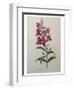 Snapdragon-Pierre-Joseph Redoute-Framed Art Print