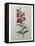 Snapdragon-Pierre-Joseph Redoute-Framed Stretched Canvas