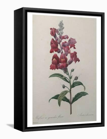 Snapdragon-Pierre-Joseph Redoute-Framed Stretched Canvas