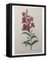 Snapdragon-Pierre-Joseph Redoute-Framed Stretched Canvas