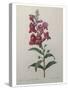 Snapdragon-Pierre-Joseph Redoute-Stretched Canvas