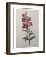 Snapdragon-Pierre-Joseph Redoute-Framed Art Print