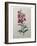 Snapdragon-Pierre-Joseph Redoute-Framed Art Print