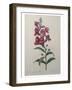 Snapdragon-Pierre-Joseph Redoute-Framed Art Print