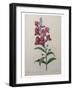 Snapdragon-Pierre-Joseph Redoute-Framed Art Print