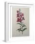 Snapdragon-Pierre-Joseph Redoute-Framed Art Print