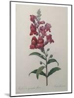 Snapdragon-Pierre-Joseph Redoute-Mounted Art Print