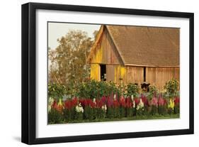 Snapdragons Barn I-Dana Styber-Framed Photographic Print