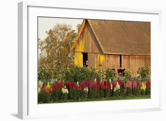 Snapdragons Barn I-Dana Styber-Framed Photographic Print