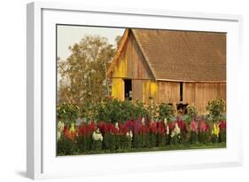 Snapdragons Barn I-Dana Styber-Framed Photographic Print