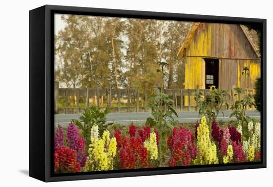 Snapdragons Barn II-Dana Styber-Framed Stretched Canvas