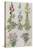 Snapdragons, Small Pink Dianthus and a Thyme. from 'Camerarius Florilegium'-Joachim Camerarius-Stretched Canvas