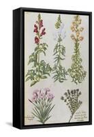 Snapdragons, Small Pink Dianthus and a Thyme. from 'Camerarius Florilegium'-Joachim Camerarius-Framed Stretched Canvas