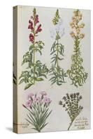 Snapdragons, Small Pink Dianthus and a Thyme. from 'Camerarius Florilegium'-Joachim Camerarius-Stretched Canvas