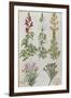 Snapdragons, Small Pink Dianthus and a Thyme. from 'Camerarius Florilegium'-Joachim Camerarius-Framed Giclee Print