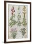 Snapdragons, Small Pink Dianthus and a Thyme. from 'Camerarius Florilegium'-Joachim Camerarius-Framed Premium Giclee Print