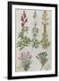 Snapdragons, Small Pink Dianthus and a Thyme. from 'Camerarius Florilegium'-Joachim Camerarius-Framed Premium Giclee Print