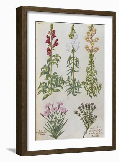 Snapdragons, Small Pink Dianthus and a Thyme. from 'Camerarius Florilegium'-Joachim Camerarius-Framed Giclee Print