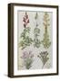 Snapdragons, Small Pink Dianthus and a Thyme. from 'Camerarius Florilegium'-Joachim Camerarius-Framed Giclee Print