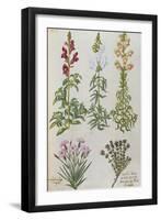 Snapdragons, Small Pink Dianthus and a Thyme. from 'Camerarius Florilegium'-Joachim Camerarius-Framed Giclee Print