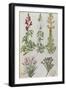 Snapdragons, Small Pink Dianthus and a Thyme. from 'Camerarius Florilegium'-Joachim Camerarius-Framed Giclee Print