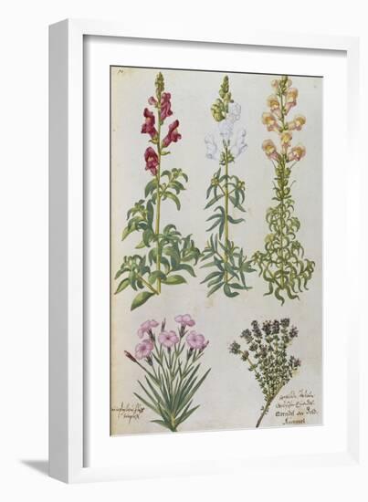 Snapdragons, Small Pink Dianthus and a Thyme. from 'Camerarius Florilegium'-Joachim Camerarius-Framed Giclee Print