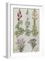 Snapdragons, Small Pink Dianthus and a Thyme. from 'Camerarius Florilegium'-Joachim Camerarius-Framed Giclee Print