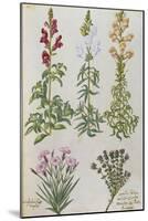 Snapdragons, Small Pink Dianthus and a Thyme. from 'Camerarius Florilegium'-Joachim Camerarius-Mounted Giclee Print