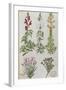 Snapdragons, Small Pink Dianthus and a Thyme. from 'Camerarius Florilegium'-Joachim Camerarius-Framed Giclee Print