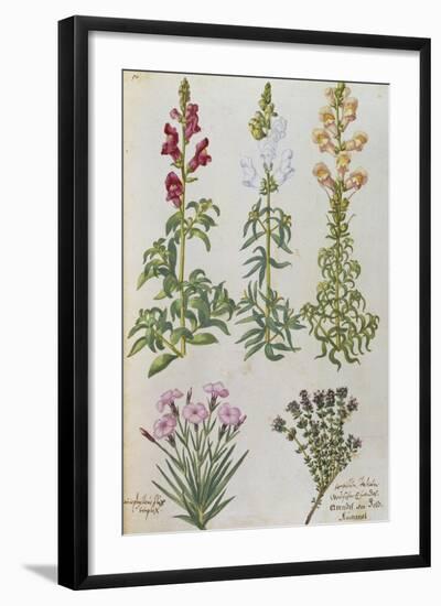 Snapdragons, Small Pink Dianthus and a Thyme. from 'Camerarius Florilegium'-Joachim Camerarius-Framed Giclee Print