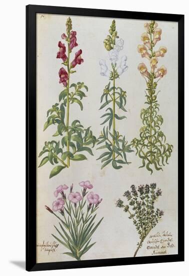 Snapdragons, Small Pink Dianthus and a Thyme. from 'Camerarius Florilegium'-Joachim Camerarius-Framed Giclee Print