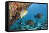 Snapper and Sweetlips in Coral Reef, Maldives-Reinhard Dirscherl-Framed Stretched Canvas