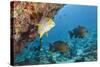 Snapper and Sweetlips in Coral Reef, Maldives-Reinhard Dirscherl-Stretched Canvas