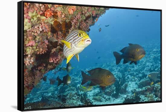Snapper and Sweetlips in Coral Reef, Maldives-Reinhard Dirscherl-Framed Stretched Canvas